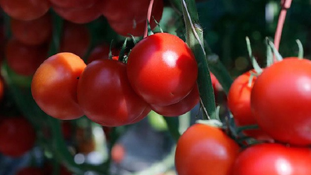 Domatesin kilosu ekimde 9-10 liraya yükselecek Domatesin kilosu ekimde 9-10 liraya yükselecek
